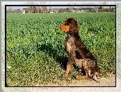 Spaniel pikardyjski, Trawy