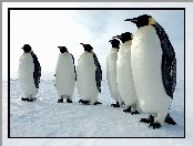 Sześć, Pingwinów, Śnieg