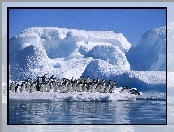 Pingwiny, Ocean, Góra, Lodowa