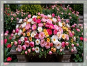 Kwiaty, Piwonie, Kamelie, Tulipany, Ławka