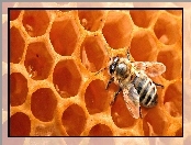 Pszczoła, Plaster, Miód
