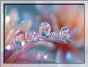 Krople, Kwiaty, Makro, Płatki, Grafika AI