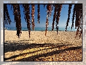 Plaża, Palmy, Mata, Gałęzie