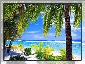 Ocean, Plaża, Palmy