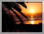 Plaża, Zachód Słońca, Palmy, Morze