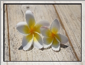 Kwiaty, Plumeria, Deski