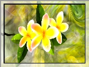 Kwiaty, Plumeria, Grafika