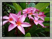 Różowa, Plumeria, Liście