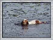 płynący, woda, Springer spaniel walijski, kij