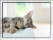 Poduszka, Śpiący, Mały, Bury, Kot