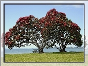 Pohutukawa, Łąka, Ławeczka, Kwitnące, Drzewo