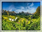 Pola, Ryżowe, Wietnam, Drzewa, Phong Nam, Góry, Prowincja Cao Bang