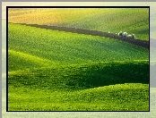 Pola, Drzewa, Trawa, Zieleń