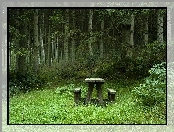 Las, Polana, Ławka