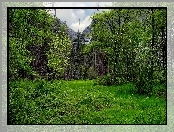 Las, Polana, Roślinność