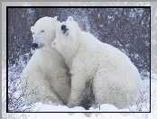 Niedźwiedzie, Polarne, Przytulenie