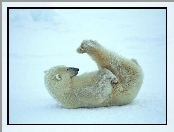 Niedźwiedź, Polarny, Gimnastyka