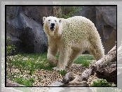 Niedźwiedź, Polarny, Skały