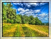 Pole, HDR, Drzewa, Zieleń