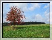Jesień, Pole, Drzewo
