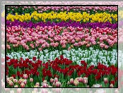 Pole, Kwiaty, Kolorowe, Tulipany
