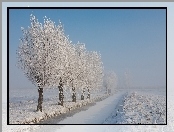 Pole, Zamarznięta, Rzeka, Oszronione, Drzewa