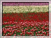 Pole, Tulipanów