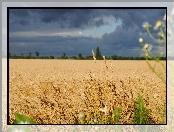 Pole, Chmury, Zboże, Niebo