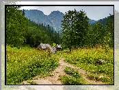 Polska, Tatry, Zakopane, Góry, Ścieżka