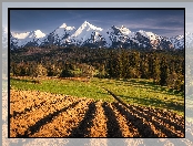 Pole, Góry, Drzewa, Polska, Las, Tatry