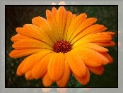 Pomarańczowa, Gerbera