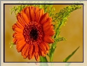 Kwiat, Pomarańczowa, Gerbera