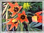 Drobne, Pomarańczowe, Tulipany