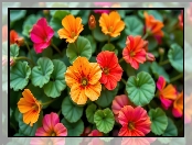 Nasturcje, Liście, Czerwone, Pomarańczowe