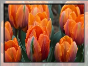 Pomarańczowe, Tulipany