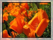 Pomarańczowe, Tulipany