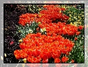 Pomarańczowe, Kwiatowy, Tulipany, Dywan