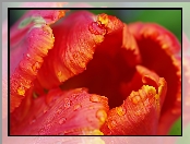 Pomarańczowy, Makro, Tulipan, Krople