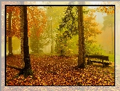 Las, Poranek, Jesień, Drzewa, Liście, Ławka, Mgła