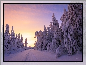 Drzewa, Zima, Ośnieżone, Poranek, Droga, Śnieg