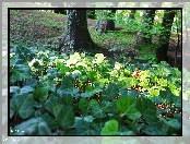 Bluszcz, Porastający, Park