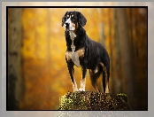 Pies, Pień Entlebucher, Entlebucher, Postawa