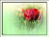 Czerwony, Postrzępiony, Tulipan