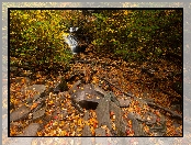 Potok, Jesień, Las, Drzewa, Kamienie, Liście