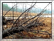 Powalone, Rzeka, Drzewo, Łąka
