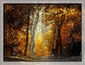 Ścieżka, Jesień, Las, Pożółkłe, Drzewa