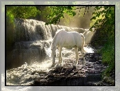 Pragnienie, Koń, Biały, Wodospad, Las