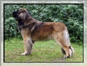 Profil, Leonbergera