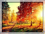 Promienie Słońca, Jesień, Park, Aleja, Drzewa