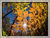Promienie słońca, Jesień, Liście, Drzewa, Gałęzie